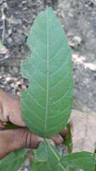 Ungnadia speciosa