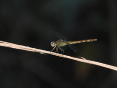 Erythrodiplax umbrata