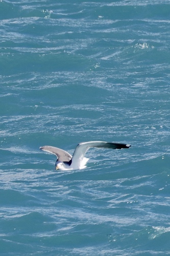 Avistamiento Gaviota Dorsinegra Menor