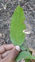Ungnadia speciosa