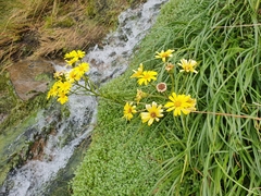 Dolichoglottis lyallii