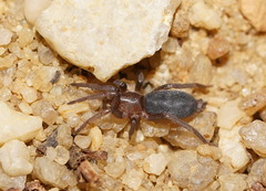 Encoptarthria