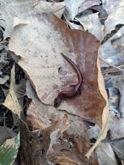Plethodon websteri