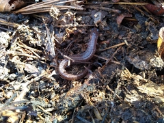 Plethodon websteri