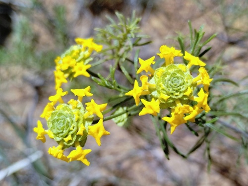 Lippia filifolia