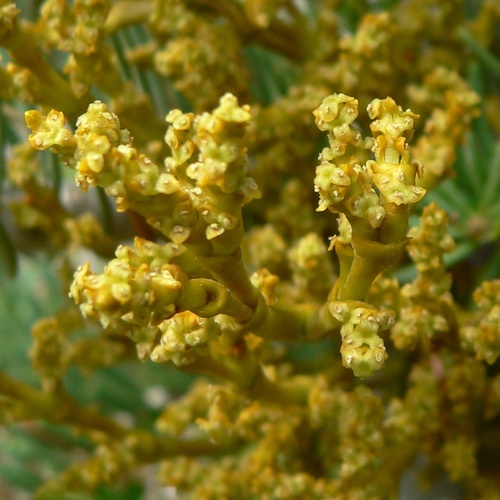 Mathiasen’s dwarf mistletoe (Arceuthobium abietinum)