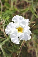 Mandevilla petraea