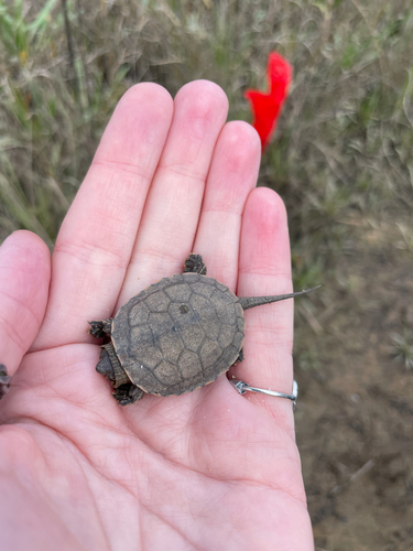 Mauremys leprosa leprosa