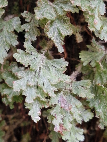 Hymenophyllum rufescens observed 2026-02-15