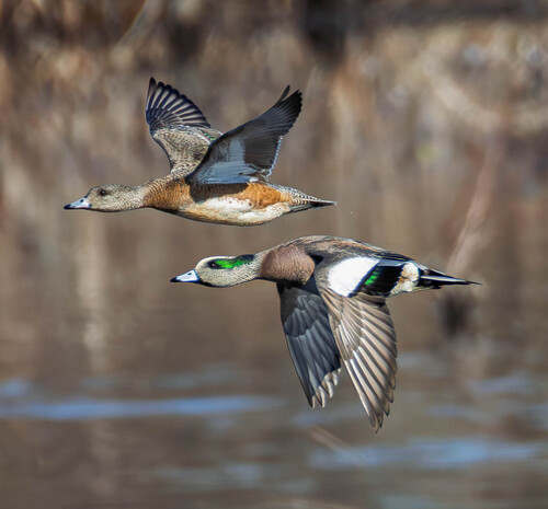 American Wigeon, photo 2 of 7