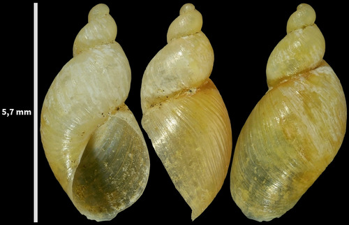 Small Amber Snail, Noordwijk, Nederland, photo 10 of 10