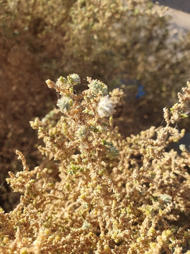 Caroxylon imbricatum, photograph 2