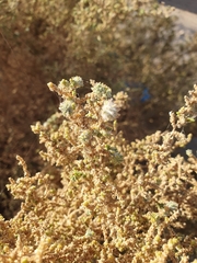 (c) Mehdi Chetibi, some rights reserved (CC BY) Caroxylon imbricatum, photograph (c) Mehdi Chetibi, some rights reserved (CC BY)