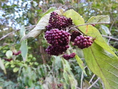 Callicarpa acuminata