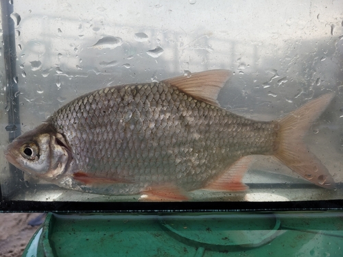 Silver Bream × Rudd