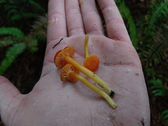Hygrocybe moseri