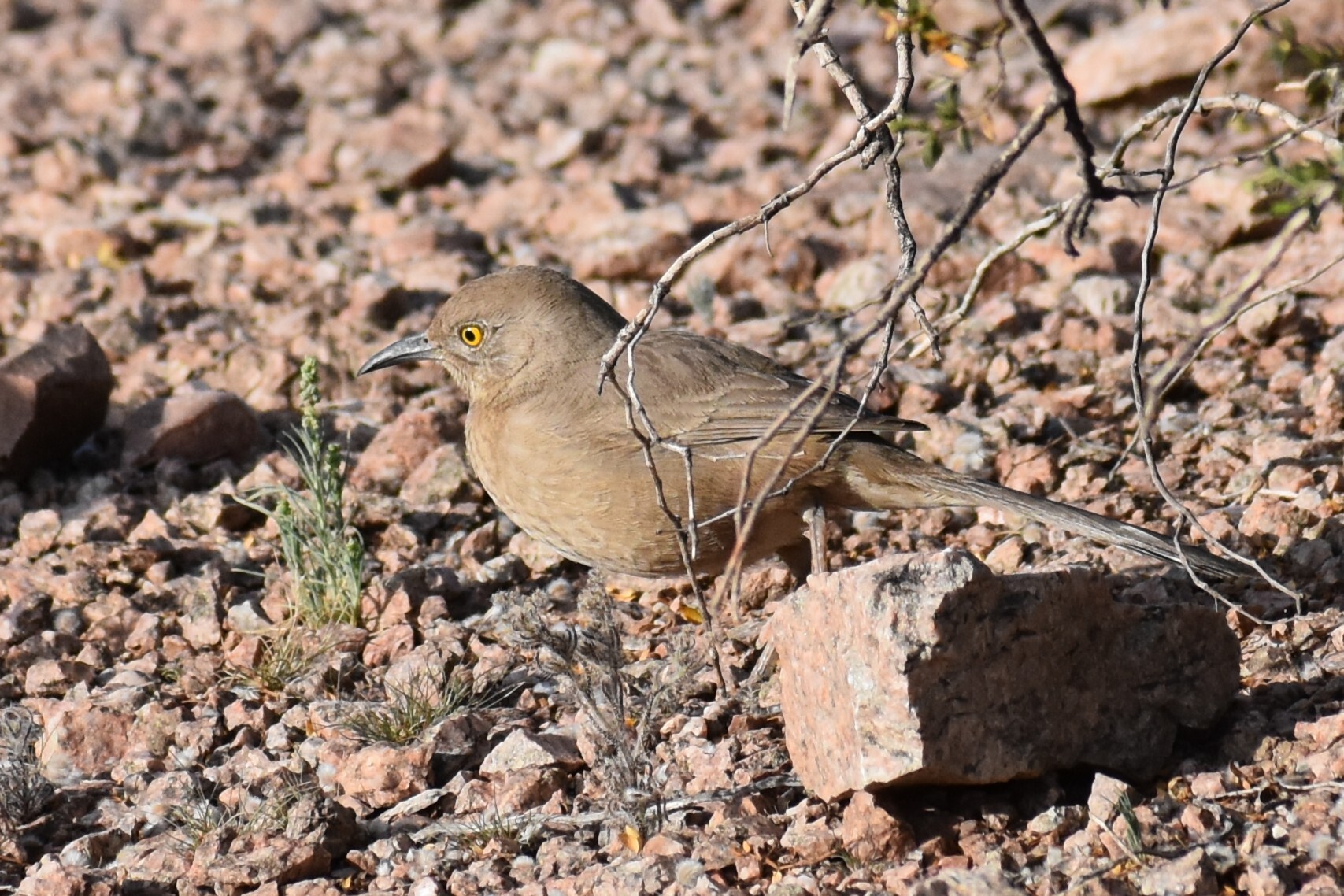 Bendire's Thrasher (Toxostoma bendirei), photo 2
