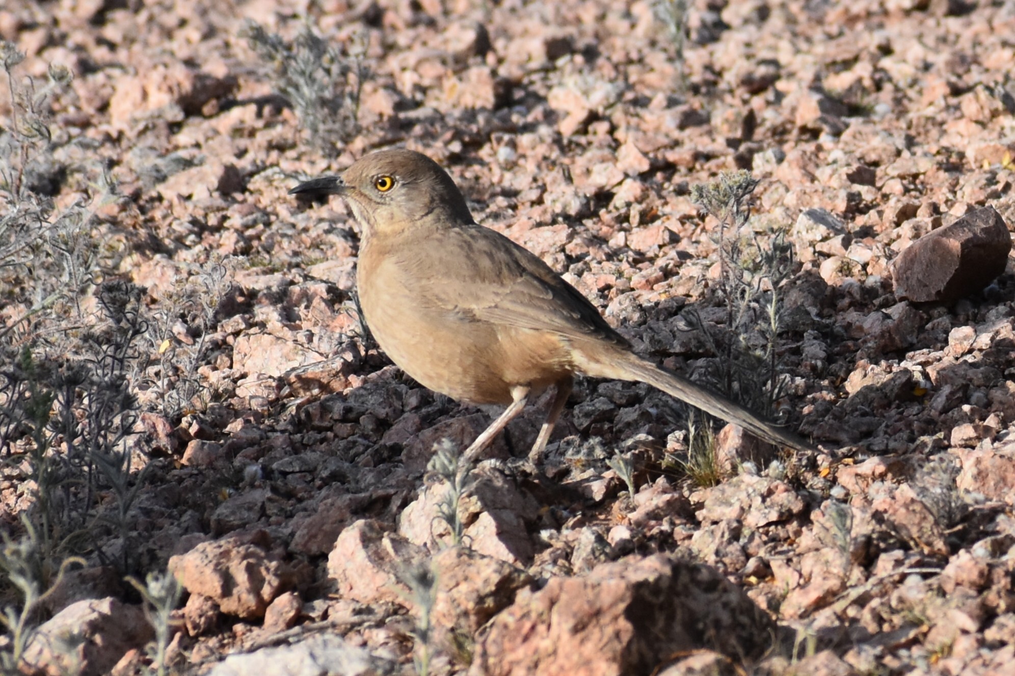 Bendire's Thrasher (Toxostoma bendirei), photo 9
