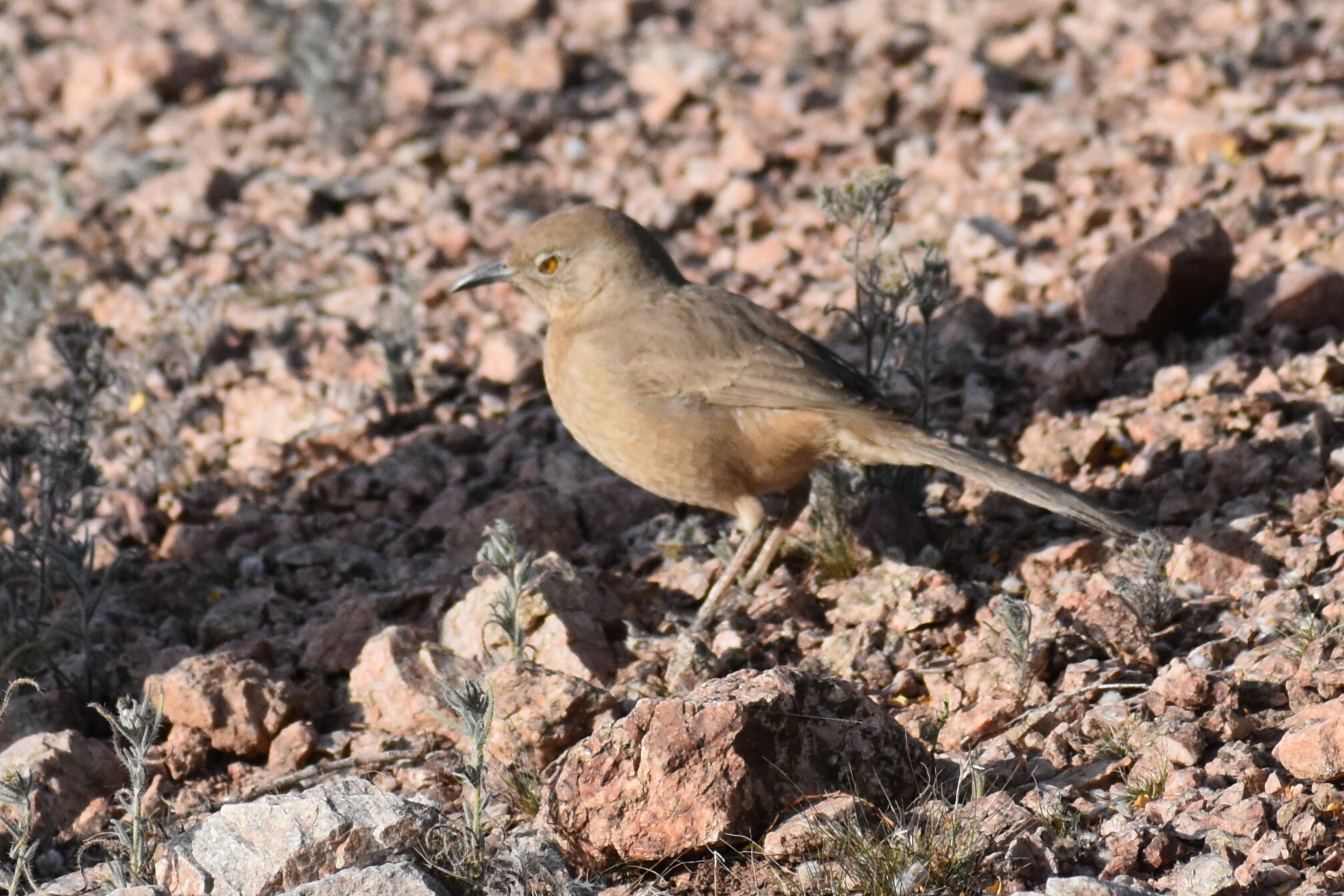Bendire's Thrasher (Toxostoma bendirei), photo 8