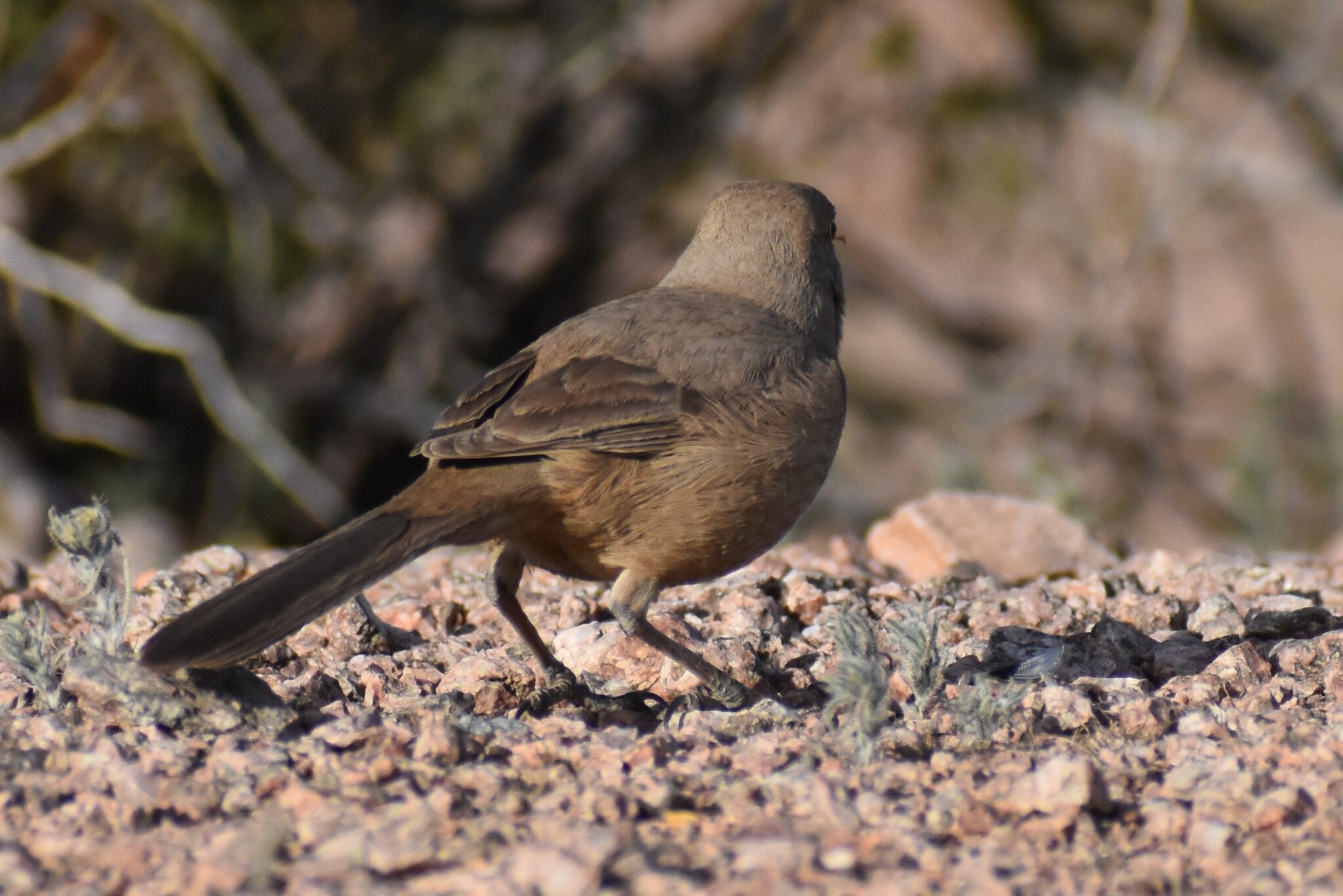 Bendire's Thrasher (Toxostoma bendirei), photo 10
