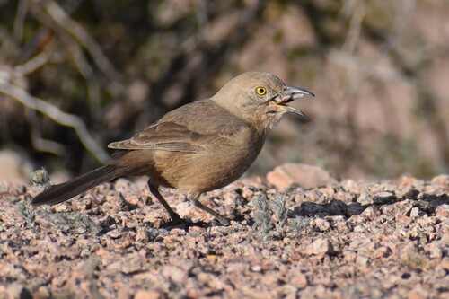 Bendire's Thrasher (Toxostoma bendirei)