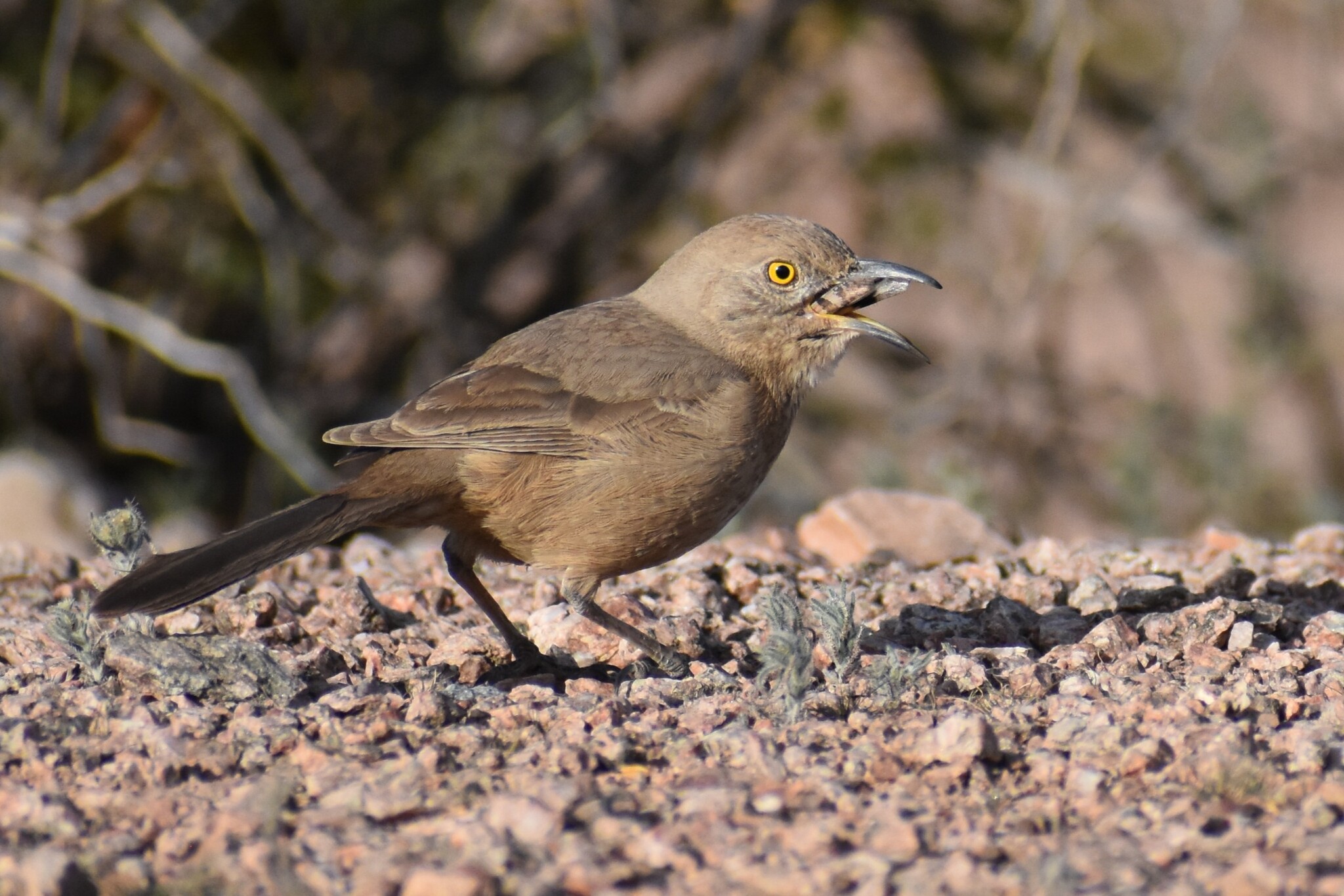 Bendire's Thrasher (Toxostoma bendirei), photo 1