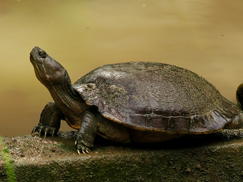 Trachemys stejnegeri stejnegeri