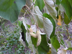 Helicteres baruensis