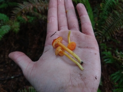 Hygrocybe moseri