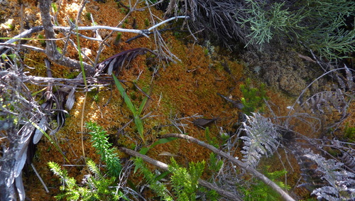 Sphagnum image