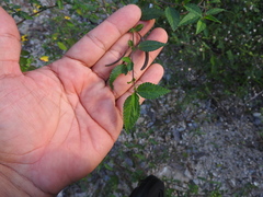 Corchorus siliquosus