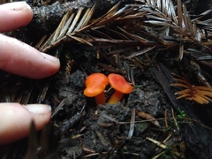 Hygrocybe moseri