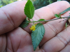 Corchorus siliquosus