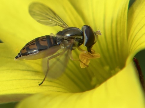 Unknown species found near Santa Barbara County, US-CA, US