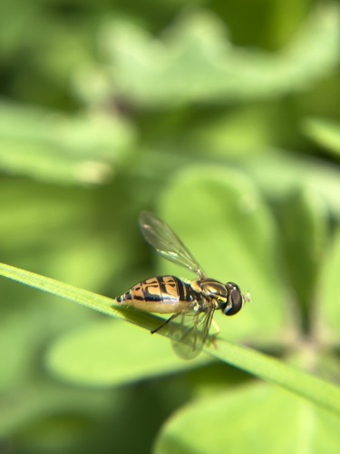Unknown species found near Santa Barbara County, US-CA, US