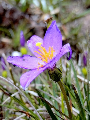 Vellozia caruncularis