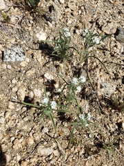 Johnstonella