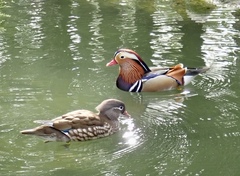 Aix galericulata