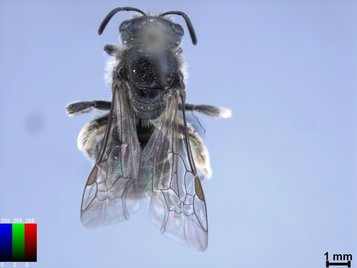 iNaturalist observation photo of Lasioglossum