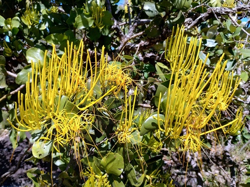 Psittacanthus robustus