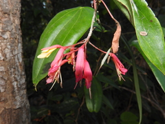 Bauhinia jenningsii