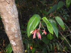 Bauhinia jenningsii