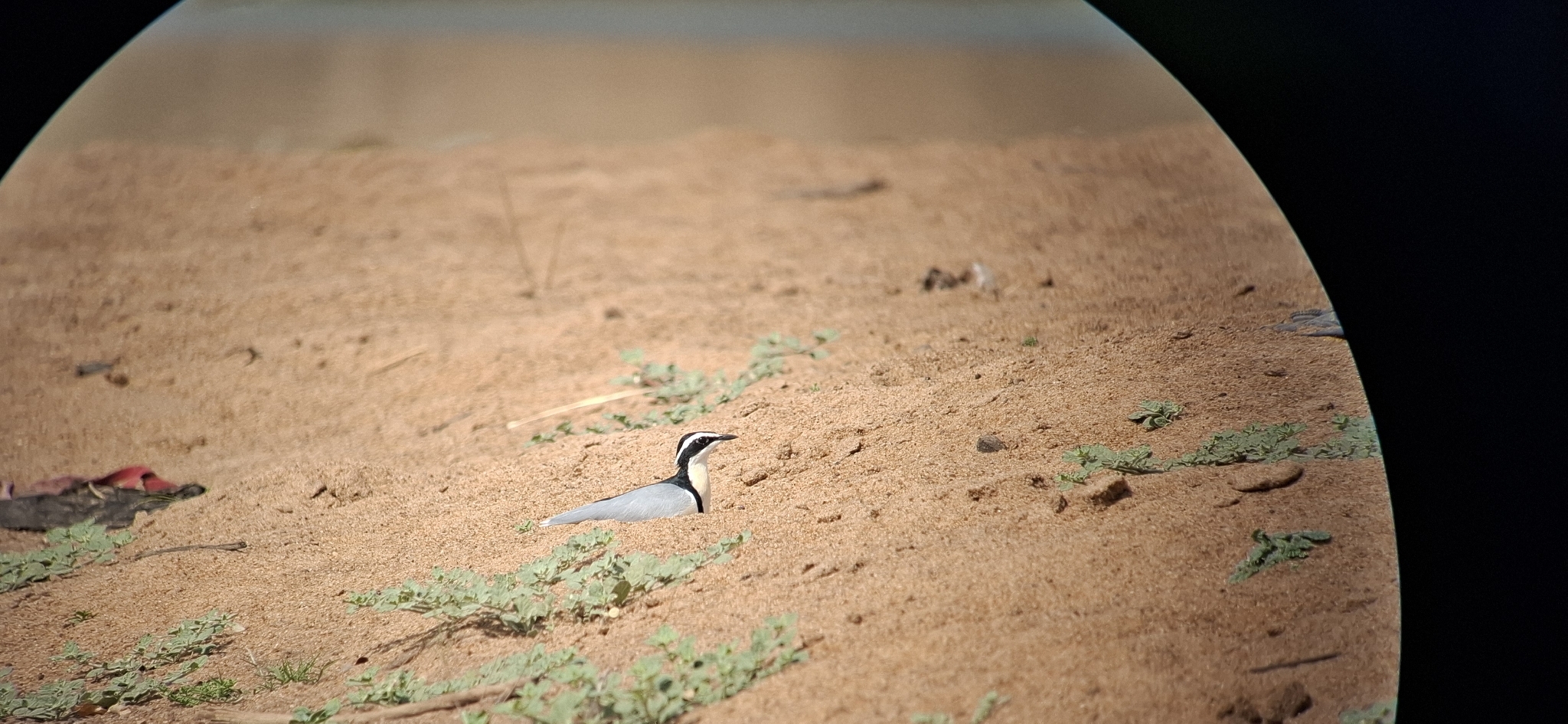 Egyptian Plover (Pluvianus aegyptius), photo 1