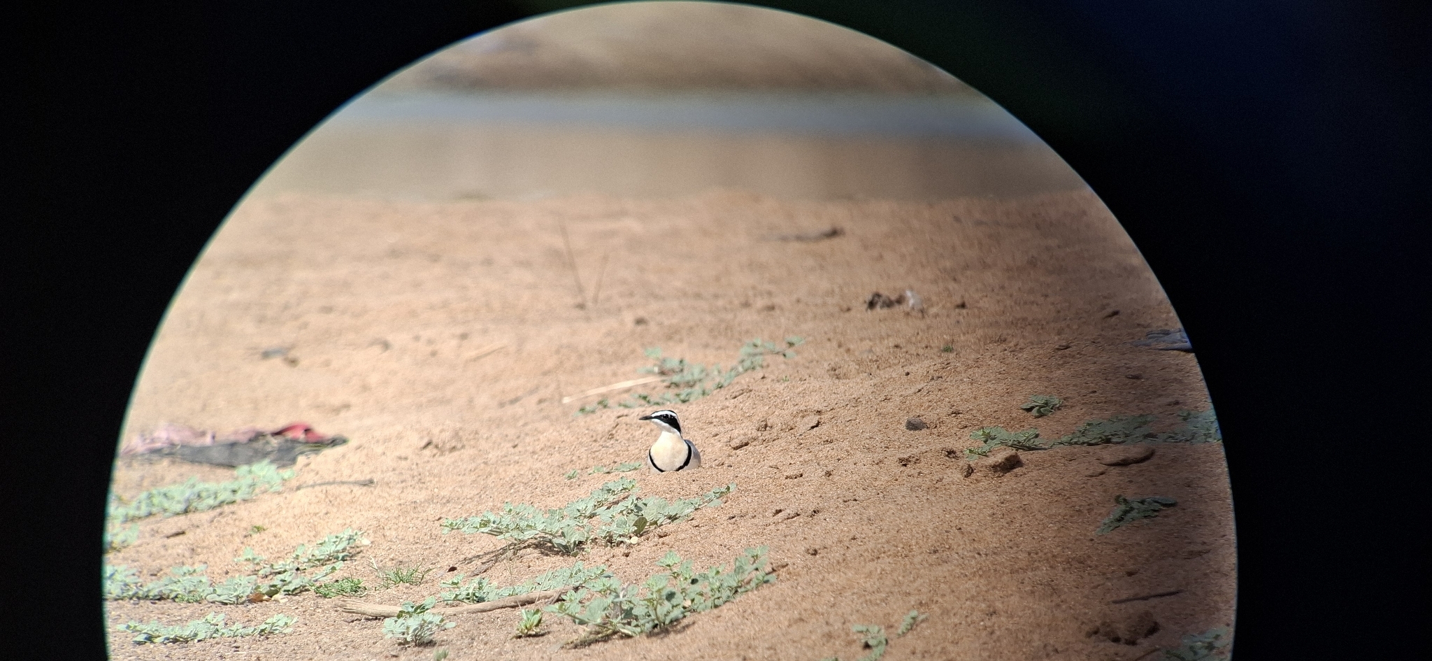 Egyptian Plover (Pluvianus aegyptius), photo 2