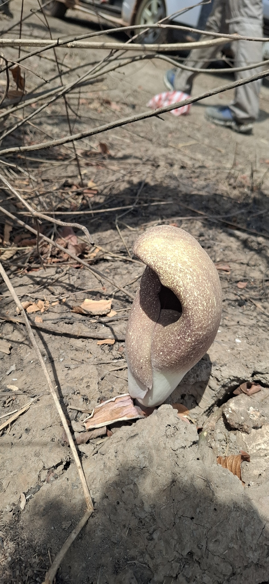 Dragon's Football (Amorphophallus dracontioides)