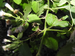 Abracris dilecta