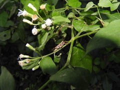 Abracris dilecta