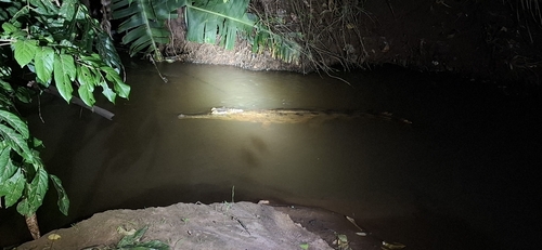 African slender-snouted crocodile, Mecistops cataphractus