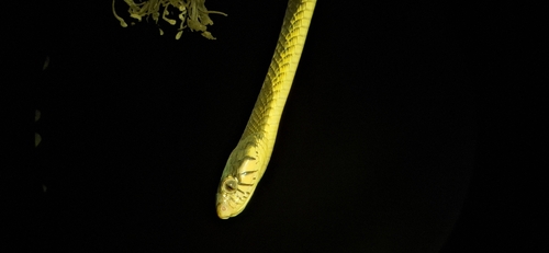 Blandings Tree Snake