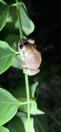 Rusty Forest Tree Frog, Leptopelis viridis